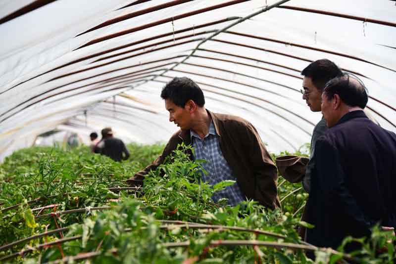 陈志谊一行赴沭阳考察"设施番茄土传病害生物防控效果"